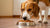 Why Does My Dog Eat His Food Off the Floor? A Comprehensive Guide for Dog Owners
