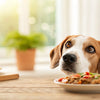 Why Does My Dog Eat My Food? Understanding Canine Behaviors and Solutions