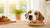 Why Does My Dog Eat My Food? Understanding Canine Behaviors and Solutions