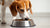 Why Does My Dog Eat So Much Food? Understanding Your Pup’s Appetite