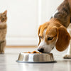 Why Does My Dog Eat the Cat Food? Understanding Their Behavior and Solutions