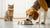 Why Does My Dog Eat the Cat Food? Understanding Their Behavior and Solutions-140302844143