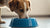Why Does My Dog Empty His Water Bowl? Unraveling the Mystery-140794495215