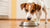 Why Does My Dog Flip His Food Bowl After Eating? Understanding This Quirky Behavior