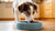 Why Does My Dog Flip His Water Bowl? Understanding This Common Behavior-140792529135