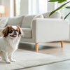 Why Does My Dog Hide His Treats? Understanding Canine Behavior