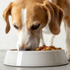 Why Does My Dog Hit His Food Bowl? Understanding This Common Behavior