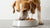 Why Does My Dog Hit His Food Bowl? Understanding This Common Behavior