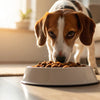 Why Does My Dog Keep Eating Cat Food? Understanding This Common Behavior