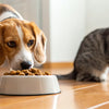 Why Does My Dog Keep Eating My Cat's Food? Understanding the Behavior and Solutions