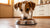 Why Does My Dog Keep Eating the Cat Food? Understanding Fido's Fascination-140218401007