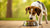 Why Does My Dog Keep Moving Her Food Bowl? Understanding the Behavior