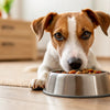 Why Does My Dog Keep Moving His Food Bowl?