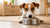 Why Does My Dog Keep Moving His Food Bowl? Understanding the Behavior