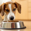 Why Does My Dog Keep Pushing His Food Bowl?