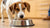 Why Does My Dog Keep Pushing His Food Bowl? Exploring the Reasons Behind This Quirky Behavior