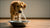 Why Does My Dog Kick Water Out of His Bowl? Understanding Canine Behavior