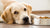 Why Does My Dog Lay by His Food Bowl? Understanding This Common Canine Behavior