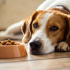 Why Does My Dog Lay Down to Eat His Food?