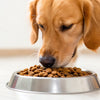 Why Does My Dog Like Cat Food So Much? Understanding the Intrigues of Our Furry Friends