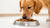 Why Does My Dog Like Cat Food So Much? Understanding the Intrigues of Our Furry Friends-140547293423