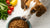 Why Does My Dog Like Eating Cat Food? Understanding Canine Curiosity-140137300207