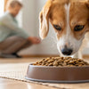 Why Does My Dog Like to Eat Cat Food?