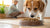 Why Does My Dog Like to Eat Cat Food? Understanding Their Feline Food Obsession-140303597807