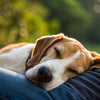 Why Does My Dog Like to Sleep on Me? Understanding the Canine Cuddling Instinct