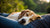 Why Does My Dog Like to Sleep on Me? Understanding the Canine Cuddling Instinct