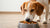 Why Does My Dog Love Food So Much? Insights into Canine Appetite-140652478703