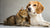 Why Does My Dog Make Biscuits Like a Cat? Unraveling the Mysteries of Canine Kneading-141104906479
