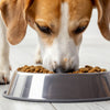 Why Does My Dog Nose His Food Bowl? Understanding This Common Canine Behavior