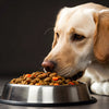 Why Does My Dog Not Eat All Her Food?