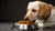 Why Does My Dog Not Eat All Her Food? Understanding Canine Eating Habits
