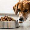 Why Does My Dog Not Eat Dry Food? Understanding Canine Feeding Preferences