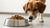 Why Does My Dog Not Eat Dry Food? Understanding Canine Feeding Preferences