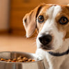 Why Does My Dog Not Eat His Dog Food? Understanding and Solutions for Picky Eaters