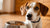 Why Does My Dog Not Eat His Dog Food? Understanding and Solutions for Picky Eaters