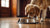 Why Does My Dog Not Eat His Food Straight Away? Understanding Dog Feeding Habits-140218695919