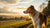 Why Does My Dog Not Like Kibble? Understanding Your Pooch's Preferences