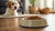 Why Does My Dog Not Want to Eat Kibble? Understanding Your Pup's Eating Habits