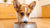 Why Does My Dog Only Eat Cat Food? Understanding This Common Canine Behavior-140407865583