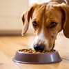 Why Does My Dog Only Eat Food Off the Floor? Understanding This Quirky Behavior