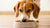 Why Does My Dog Only Want to Eat Cat Food? Understanding This Common Canine Behavior