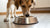 Why Does My Dog Paw at His Food Bowl? Understanding This Canine Behavior