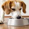 Why Does My Dog Paw at the Water Bowl? Understanding This Common Behavior