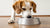 Why Does My Dog Paw at the Water Bowl? Understanding This Common Behavior