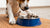 Why Does My Dog Paw His Water Bowl? Understanding This Common Behavior-140792496367