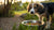 Why Does My Dog Pee on His Food Bowl? Understanding This Unusual Behavior